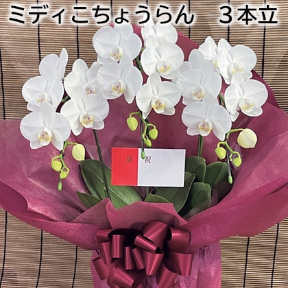ミディこちょうらん　３本立 送料込み