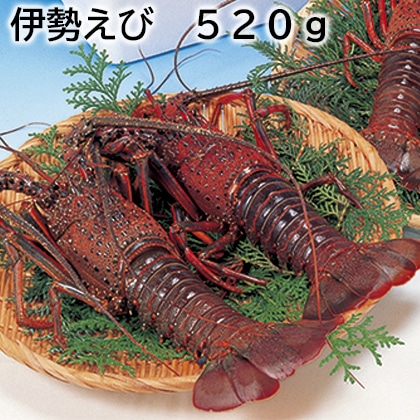伊勢えび　５２０ｇ 送料込み