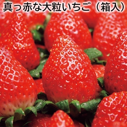 真っ赤な大粒いちご（箱入） 送料込み