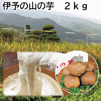 伊予の山の芋　２ｋｇ 送料込み