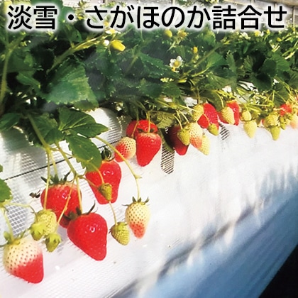 淡雪・さがほのか詰合せ 送料込み