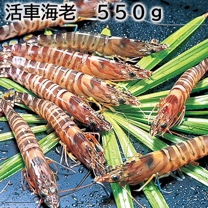 活車海老　５５０ｇ 送料込み