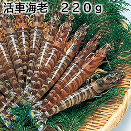 活車海老　２２０ｇ 送料込み