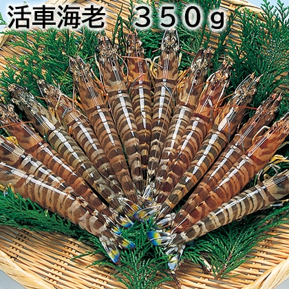 活車海老　３５０ｇ 送料込み