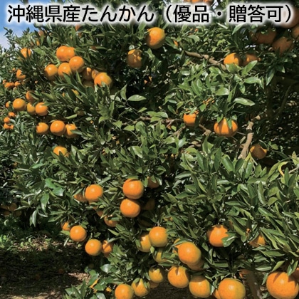 沖縄県産たんかん（優品・贈答可） 送料込み