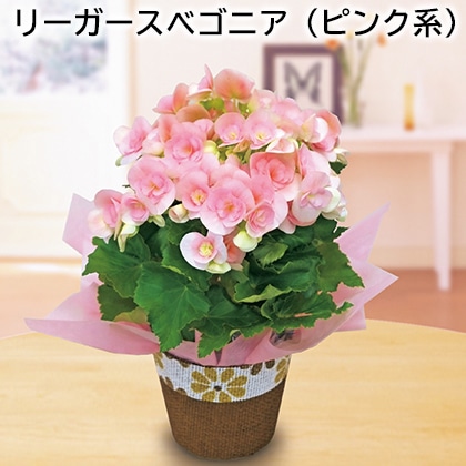 リーガースベゴニア（ピンク系） 送料込み