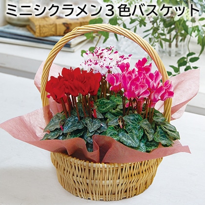 ミニシクラメン３色バスケット 送料込み