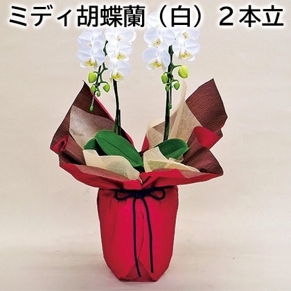 ミディ胡蝶蘭（白）２本立 送料込み