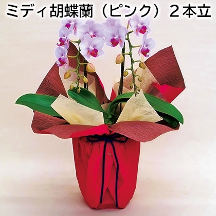 ミディ胡蝶蘭（ピンク）２本立 送料込み