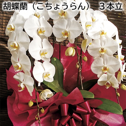 胡蝶蘭（こちょうらん）　３本立 送料込み