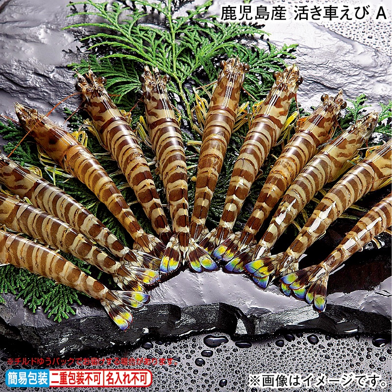 お歳暮 鹿児島産　活き車えび　Ａ 冬ギフト 送料込み