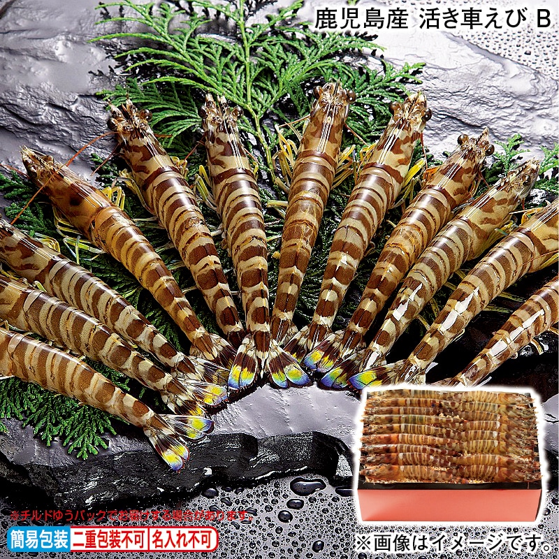 お歳暮 鹿児島産　活き車えび　Ｂ 冬ギフト 送料込み