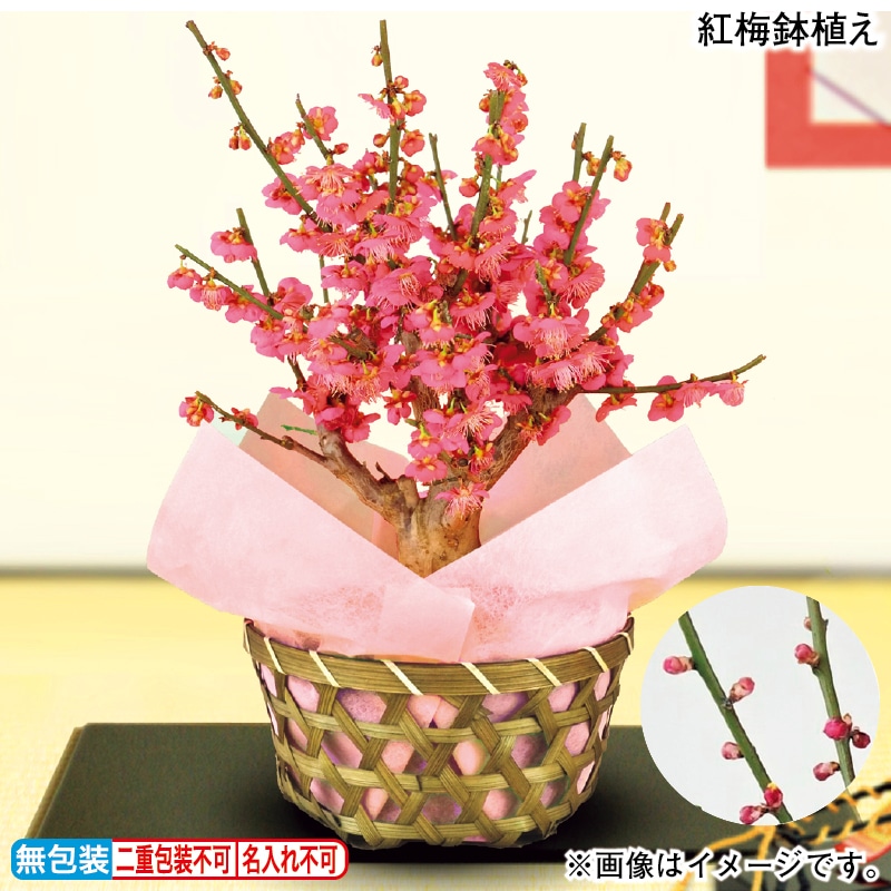 お歳暮 紅梅鉢植え 冬ギフト 送料込み