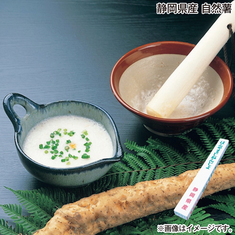 お歳暮 静岡県産　自然薯 送料込み