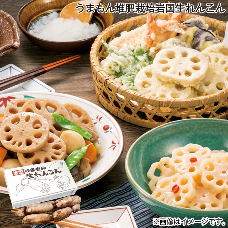 お歳暮 うまもん堆肥栽培岩国生れんこん 送料込み