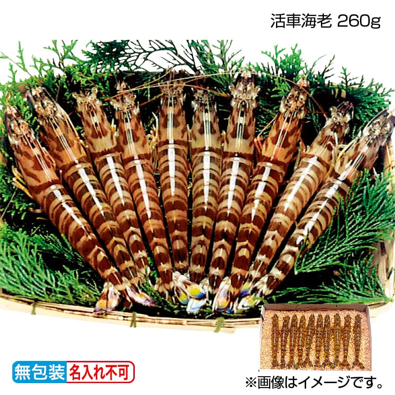 お歳暮 活車海老　２６０ｇ 送料込み