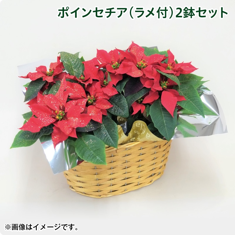 クリスマス ポインセチア（ラメ付き）２鉢セット 送料込み