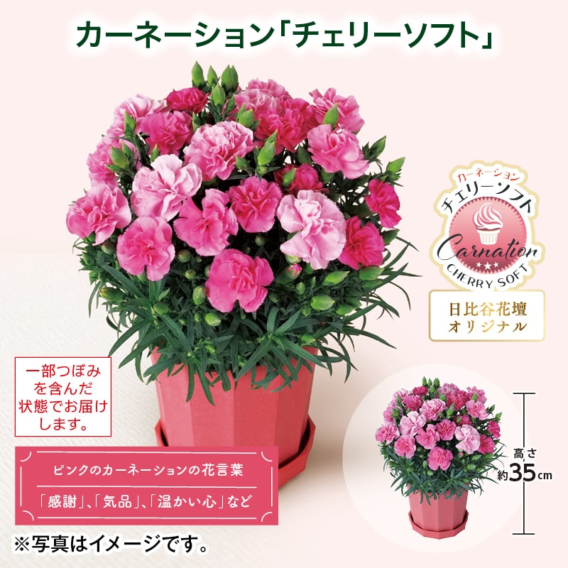 母の日 早割期間中！4/6（月）まで！【通常価格3,800円⇒3,420円】 カーネーション「チェリーソフト」 送料込み