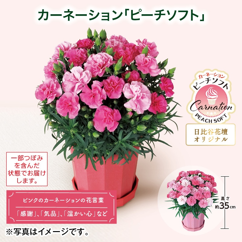 母の日 早割期間中！4/6（月）まで！【通常価格3,800円⇒3,420円】 カーネーション「ピーチソフト」 送料込み