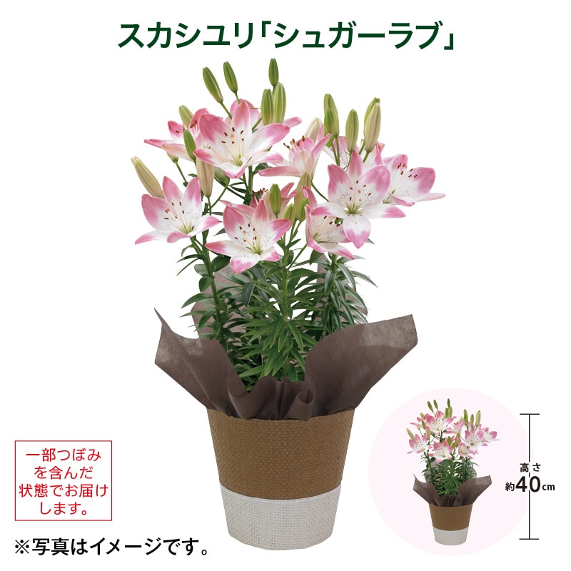 母の日 早割期間中！4/6（月）まで！【通常価格4,200円⇒4,000円】 スカシユリ「シュガーラブ」 送料込み