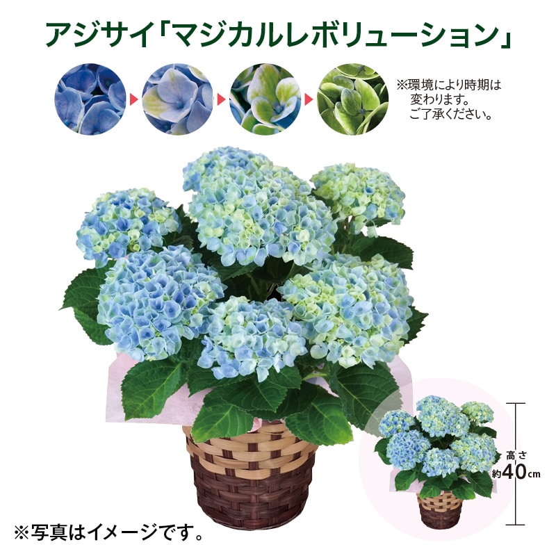 母の日 早割期間中！4/6（月）まで！【通常価格4,850円⇒4,650円】 アジサイ「マジカルレボリューション」 送料込み