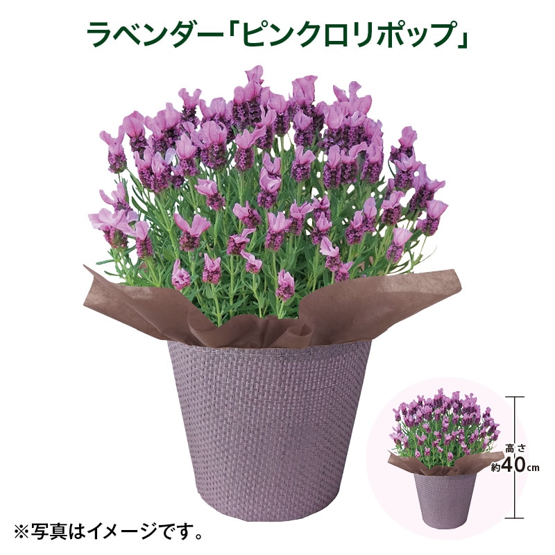 母の日 早割期間中！4/6（月）まで！【通常価格4,000円⇒3,800円】 ラベンダー「ピンクロリポップ」 送料込み