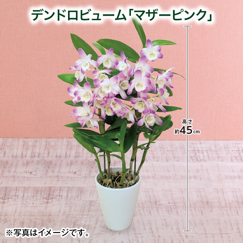 母の日 早割期間中！4/6（月）まで！【通常価格4,000円⇒3,800円】 デンドロビューム「マザーピンク」 送料込み