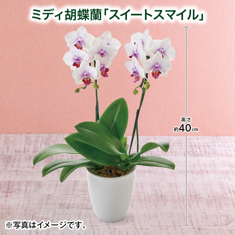 母の日 早割期間中！4/6（月）まで！【通常価格6,200円⇒6,000円】 ミディ胡蝶蘭「スイートスマイル」 送料込み