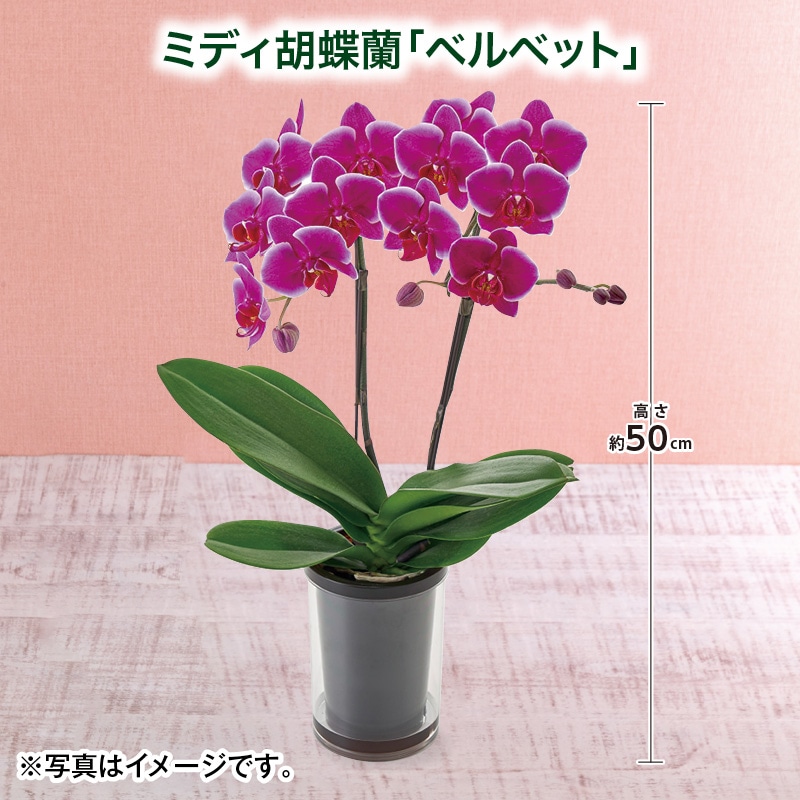 母の日 早割期間中！4/6（月）まで！【通常価格7,000円⇒6,700円】 ミディ胡蝶蘭「ベルベット」 送料込み