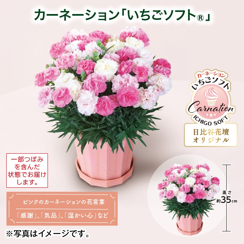母の日  カーネーション「いちごソフト（Ｒ）」 送料込み