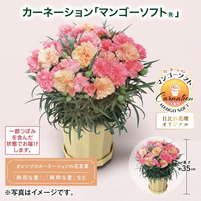 母の日  カーネーション「マンゴーソフト（Ｒ）」 送料込み