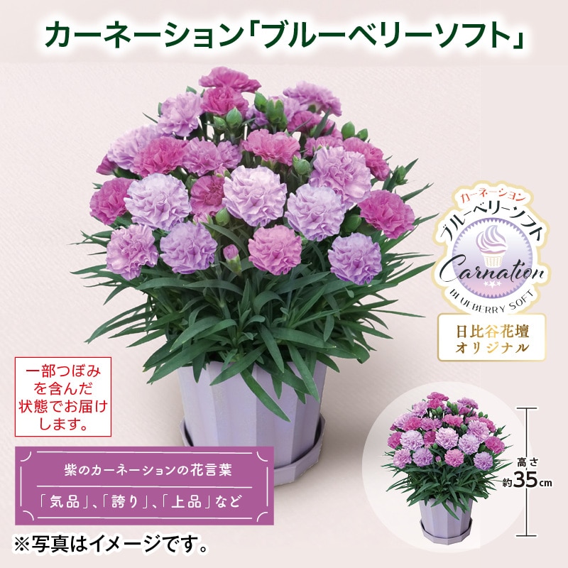 母の日  カーネーション「ブルーベリーソフト」 送料込み