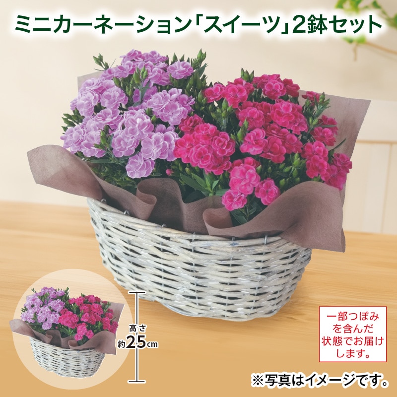 母の日  ミニカーネーション「スイーツ」２鉢セット 送料込み