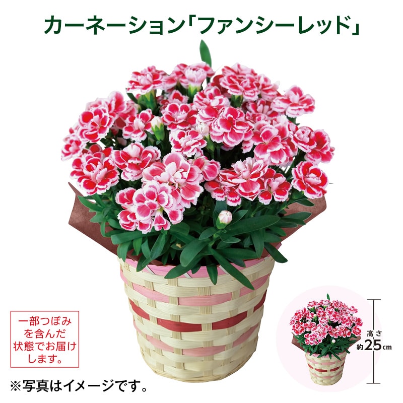 母の日  カーネーション「ファンシーレッド」 送料込み