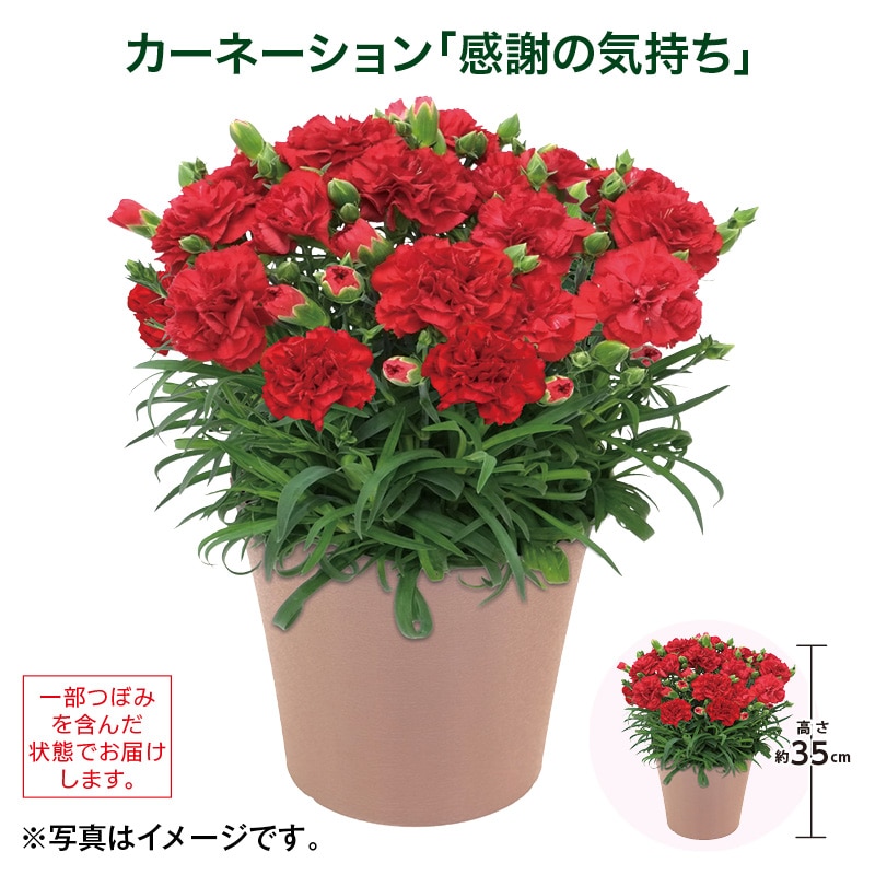 母の日  カーネーション「感謝の気持ち」 送料込み