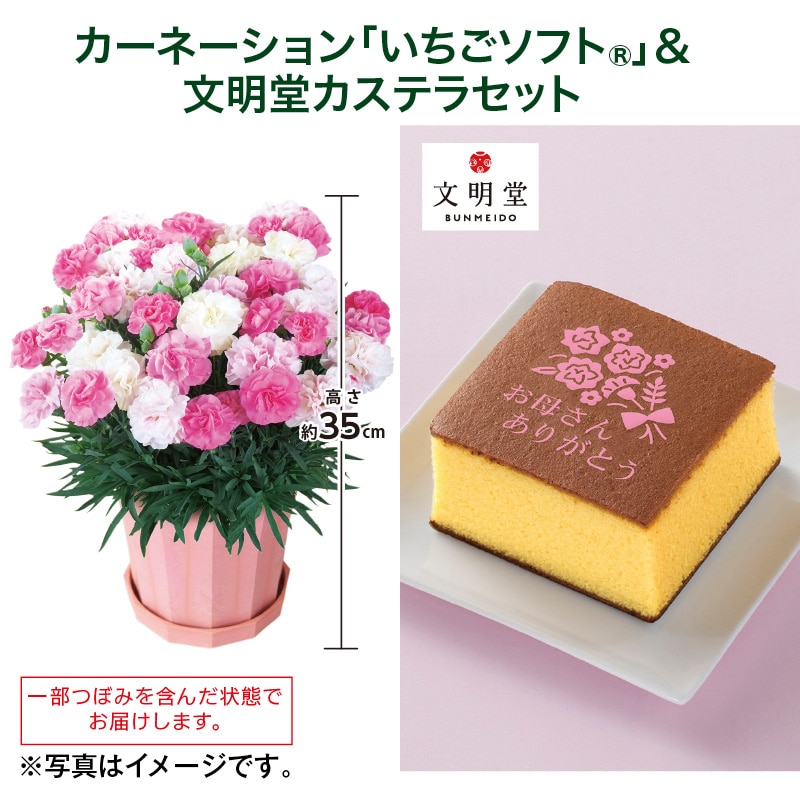 母の日  カーネーション「いちごソフト（Ｒ）」＋文明堂カステラセット 送料込み