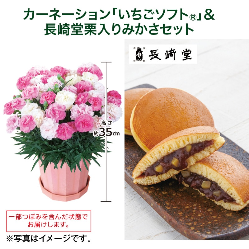 母の日  カーネーション「いちごソフト（Ｒ）」＋長崎堂栗入りみかさセット 送料込み