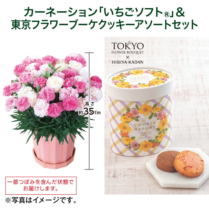 母の日  カーネーション「いちごソフト（Ｒ）」＋東京フラワーブーケクッキーアソートセット 送料込み