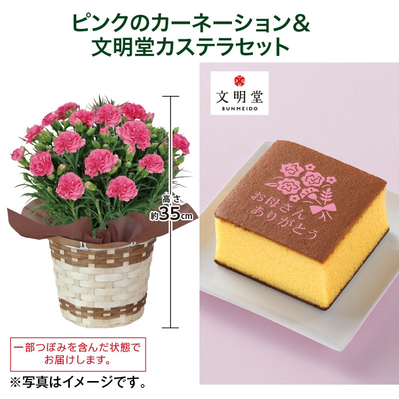 母の日  ピンクのカーネーション＋文明堂カステラセット 送料込み