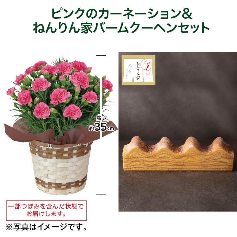 母の日  ピンクのカーネーション＋ねんりん家バームクーヘンセット 送料込み