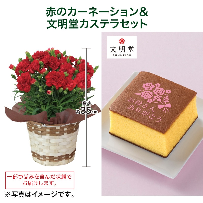 母の日  赤のカーネーション＋文明堂カステラセット 送料込み
