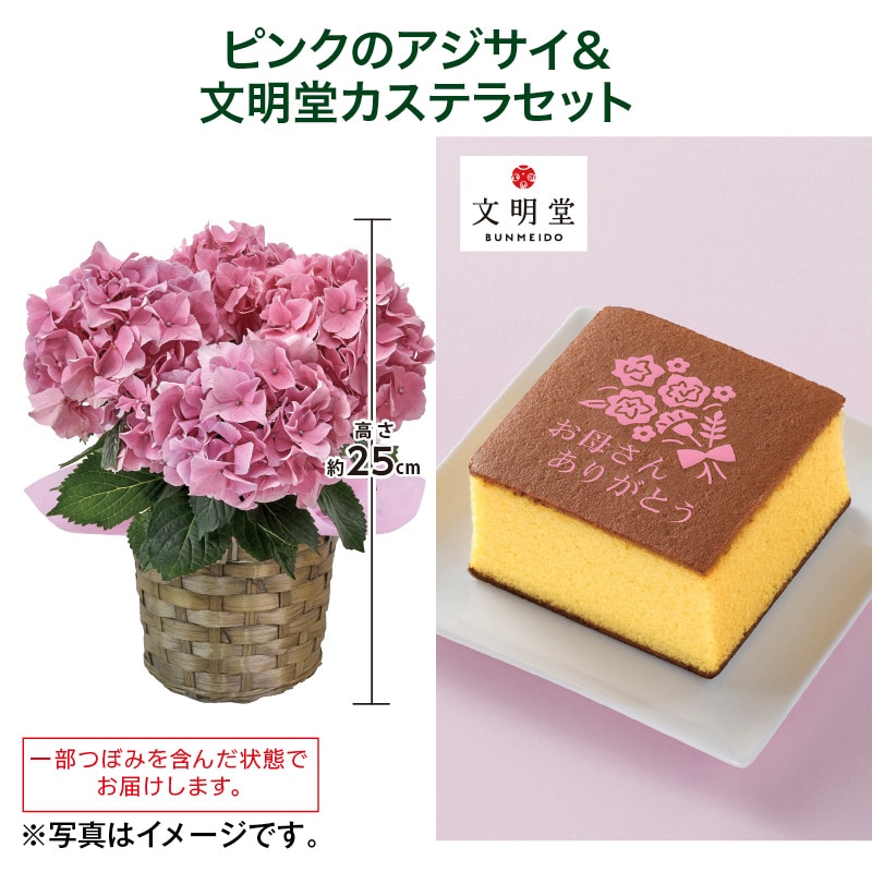 母の日  ピンクのアジサイ＋文明堂カステラセット 送料込み