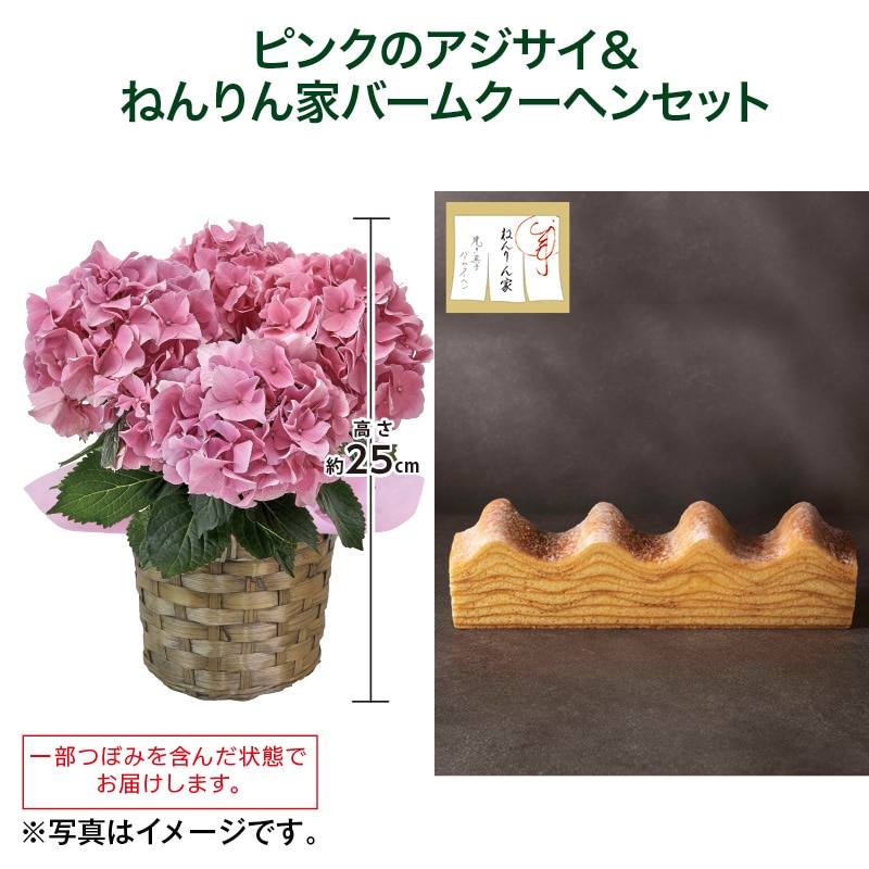 母の日  ピンクのアジサイ＋ねんりん家バームクーヘンセット 送料込み