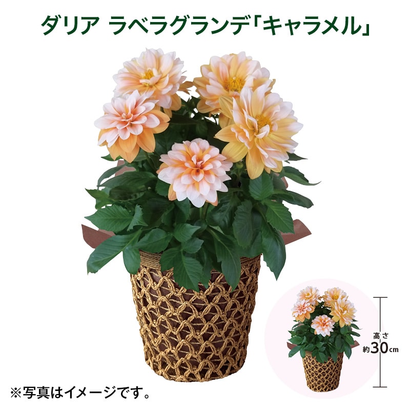 母の日  ダリア　ラベラグランデ「キャラメル」 送料込み