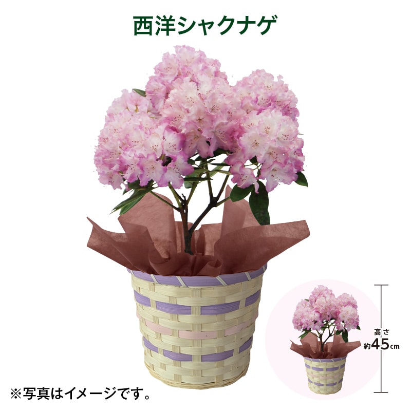 母の日  西洋シャクナゲ 送料込み