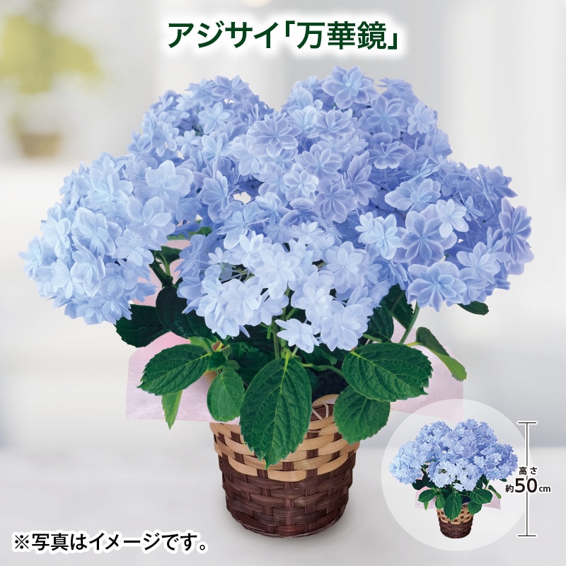 母の日  アジサイ「万華鏡」 送料込み