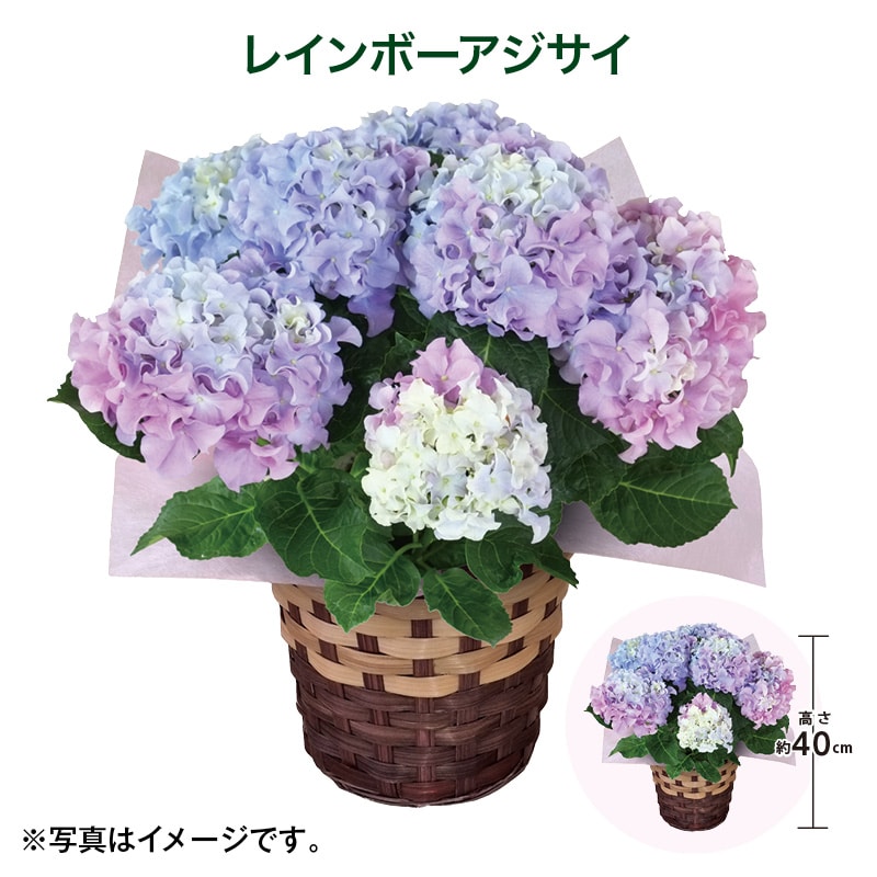 母の日  レインボーアジサイ 送料込み