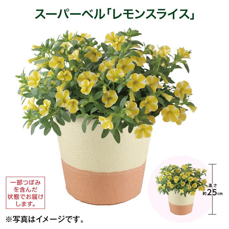 母の日  スーパーベル「レモンスライス」 送料込み
