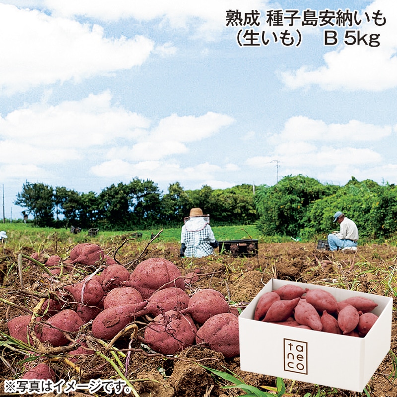 熟成　種子島安納いも（生いも）Ｂ　５ｋｇ 送料込み