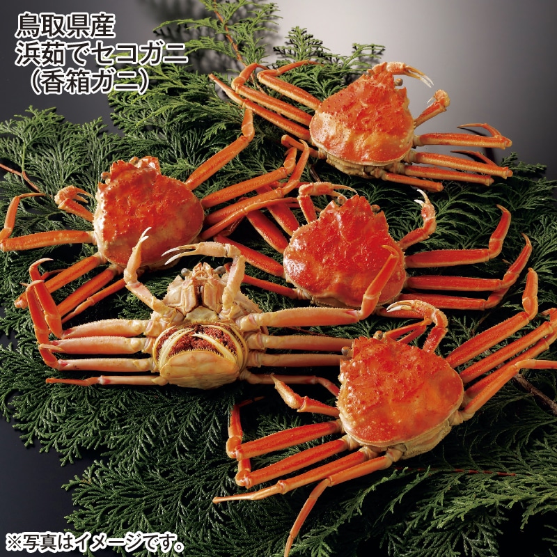 鳥取県産　浜茹でセコガニ（香箱ガニ） 送料込み